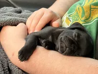 Marceline, a female Pug for sale in Broken Arrow, OK – 7 of 10