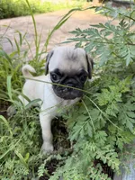 Otis, a male Pug for sale in Broken Arrow, OK – 7 of 10