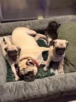 Darla, a female Pug for sale in Broken Arrow, OK – 4 of 7