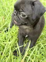 Marceline, a female Pug for sale in Broken Arrow, OK – 8 of 10