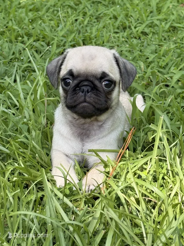 Darla – Pug puppy for sale in Broken Arrow, OK