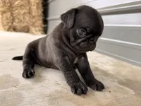 Marceline, a female Pug for sale in Broken Arrow, OK – 9 of 10