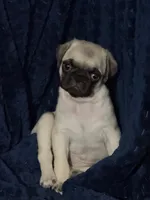 Otis, a male Pug for sale in Broken Arrow, OK – 9 of 10