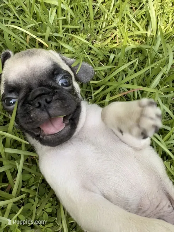 Otis – Pug puppy for sale in Broken Arrow, OK