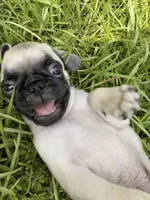 Otis, a male Pug for sale in Broken Arrow, OK – 2 of 10