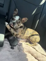 Cookie, a female French Bulldog for sale in Hillsdale, IL – 9 of 10