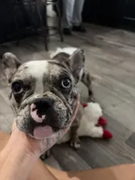 Cookie, a female French Bulldog for sale in Hillsdale, IL – 5 of 10