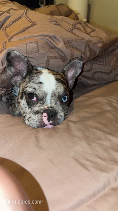 Cookie – French Bulldog puppy for sale in Hillsdale, IL