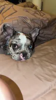Cookie, a female French Bulldog for sale in Hillsdale, IL – 1 of 10