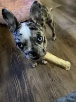 Cookie, a female French Bulldog for sale in Hillsdale, IL – 4 of 10
