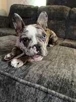 Cookie, a female French Bulldog for sale in Hillsdale, IL – 10 of 10