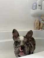 Cookie, a female French Bulldog for sale in Hillsdale, IL – 3 of 10