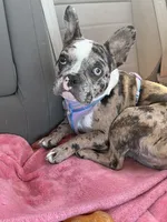 Cookie, a female French Bulldog for sale in Hillsdale, IL – 6 of 10