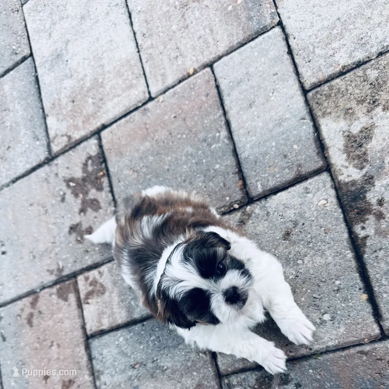 Boy 1 – Shih Tzu puppy for sale in Pace, FL