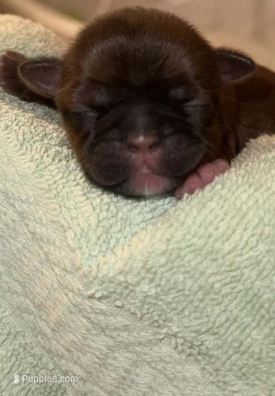 AKC Shih Tzu Honey – Shih Tzu puppy for sale in Milton, FL