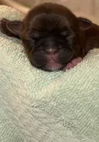 AKC Shih Tzu Honey, a female Shih Tzu for sale in Milton, FL – 1 of 3