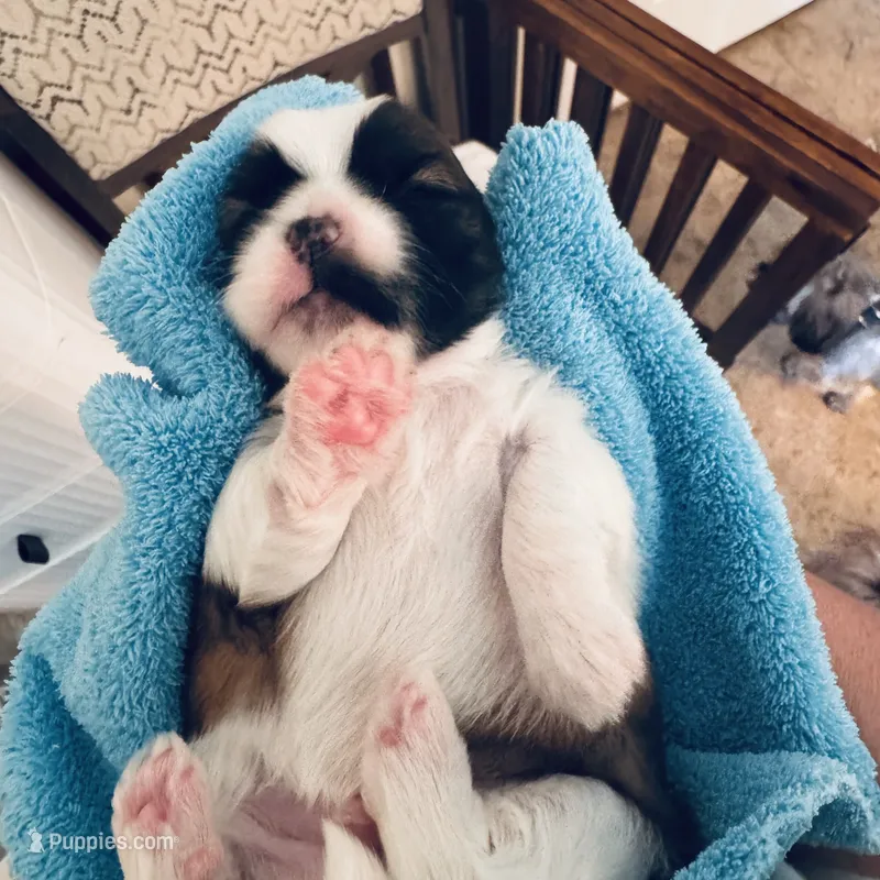 Boy 2 – Shih Tzu puppy for sale in Pace, FL