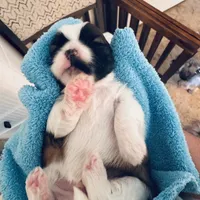 Boy 2, a male Shih Tzu for sale in Pace, FL – 1 of 4