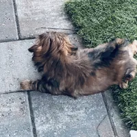 June, a female Shih Tzu for sale in Pace, FL – 8 of 10