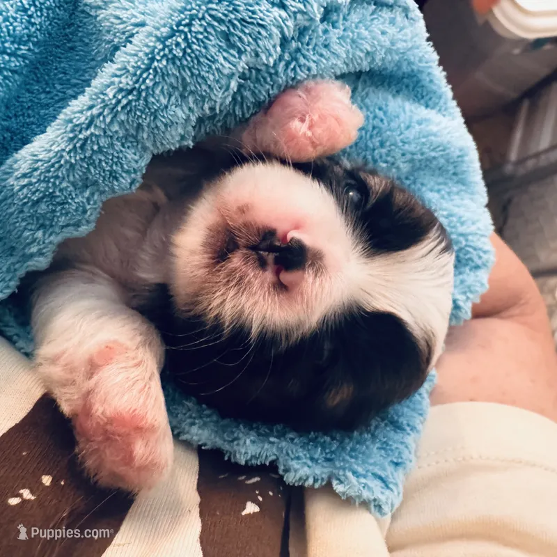 Boy 1 – Shih Tzu puppy for sale in Pace, FL