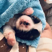 Boy 1, a male Shih Tzu for sale in Pace, FL – 1 of 4