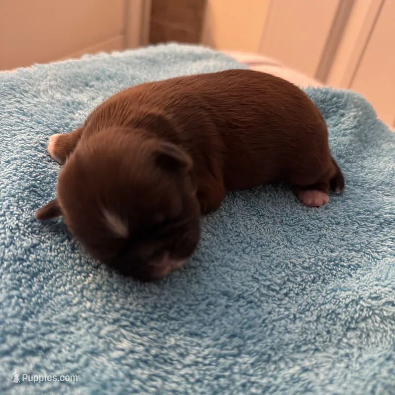 Boy 1 – Shih Tzu puppy for sale in Milton, FL