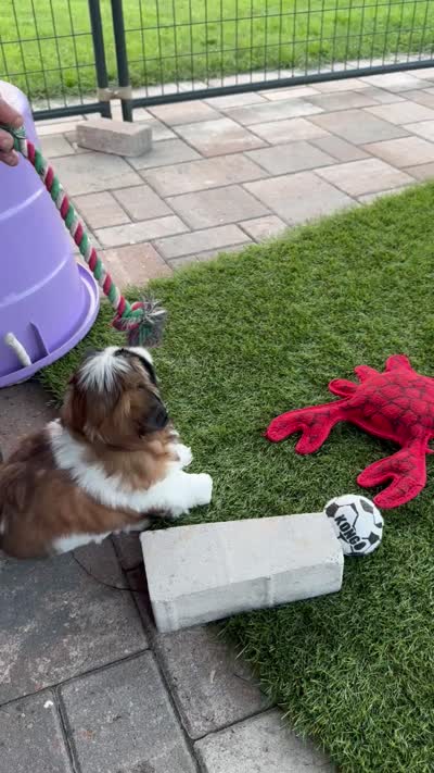 Mustachio, a male Shih Tzu for sale in Pace, FL – 8 of 8