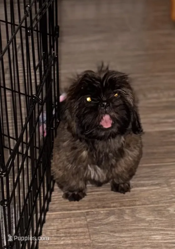 Summer – Shih Tzu puppy for sale in Milton, FL
