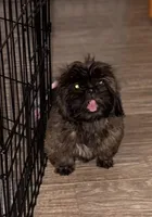 Summer, a female Shih Tzu for sale in Milton, FL – 1 of 8
