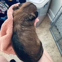 Girl 1, a female Shih Tzu for sale in Pace, FL – 2 of 5