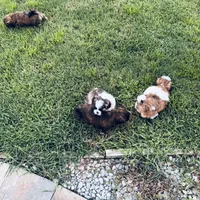 Jack, a male Shih Tzu for sale in Pace, FL – 7 of 8