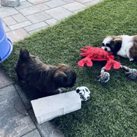 Summer, a female Shih Tzu for sale in Pace, FL – 6 of 8