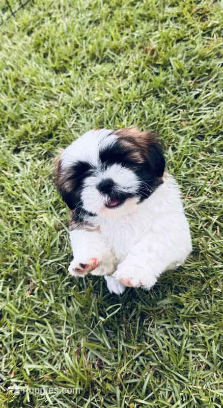 AKC Shih Tzu Mr. Mustachio – Shih Tzu puppy for sale in Milton, FL