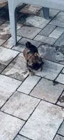 June, a female Shih Tzu for sale in Pace, FL – 1 of 10