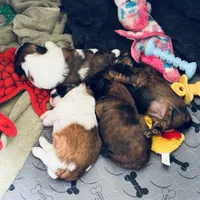 Girl 1, a female Shih Tzu for sale in Pace, FL – 5 of 5