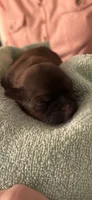 AKC Shih Tzu Honey, a female Shih Tzu for sale in Milton, FL – 3 of 3