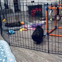 Summer, a female Shih Tzu for sale in Milton, FL – 8 of 8