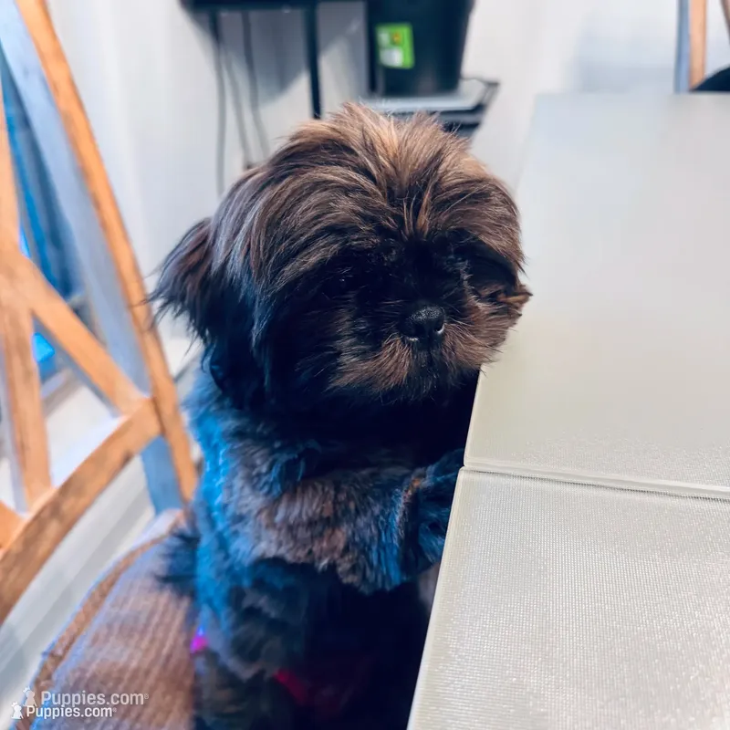 Summer – Shih Tzu puppy for sale in Milton, FL