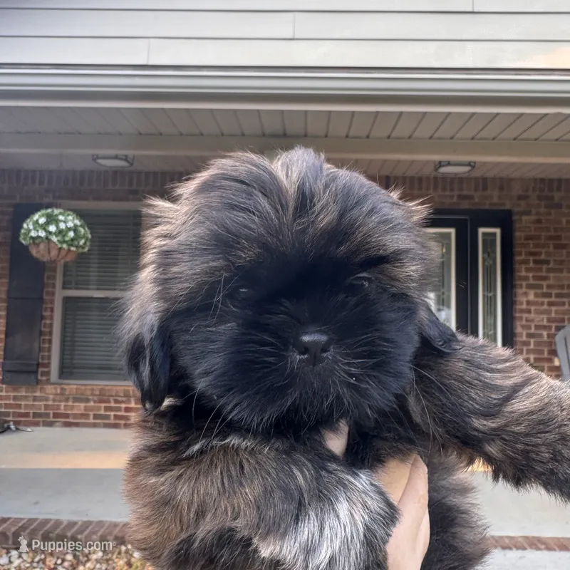 Summer – Shih Tzu puppy for sale in Milton, FL