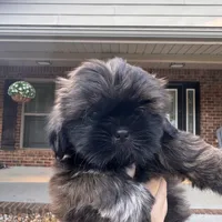 Summer, a female Shih Tzu for sale in Milton, FL – 5 of 8