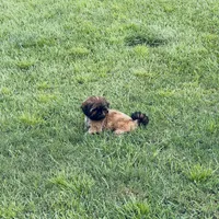 Junie, a female Shih Tzu for sale in Milton, FL – 5 of 7