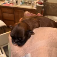 AKC Shih Tzu Autumn , a female Shih Tzu for sale in Milton, FL – 1 of 2
