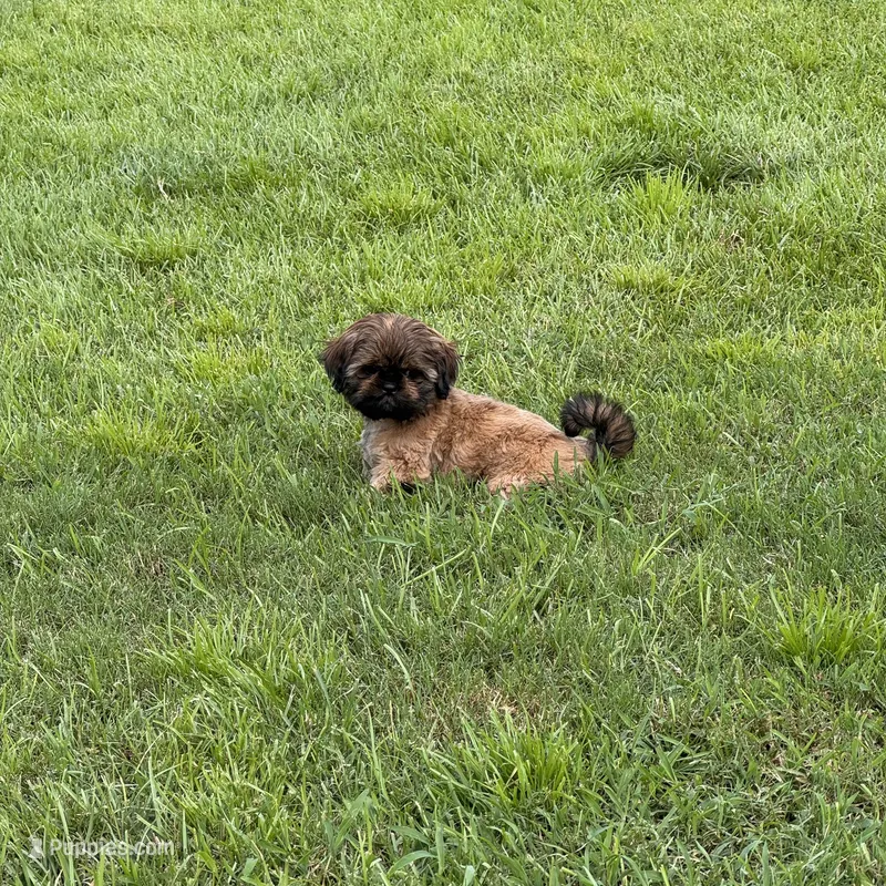 Junie – Shih Tzu puppy for sale in Milton, FL