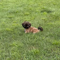 Junie, a female Shih Tzu for sale in Milton, FL – 2 of 7