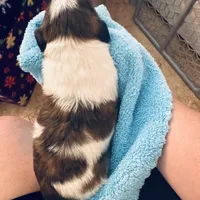 Boy 1, a male Shih Tzu for sale in Pace, FL – 3 of 4