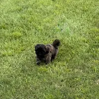 Summer, a female Shih Tzu for sale in Milton, FL – 3 of 8