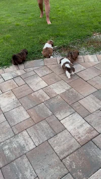 Summer, a female Shih Tzu for sale in Pace, FL – 8 of 8