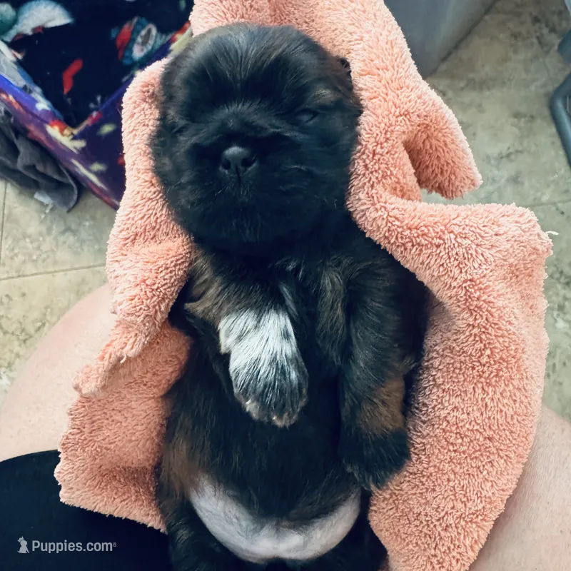 Girl 2 – Shih Tzu puppy for sale in Pace, FL