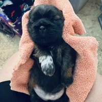 Girl 2, a female Shih Tzu for sale in Pace, FL – 1 of 4