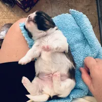 Boy 1, a male Shih Tzu for sale in Pace, FL – 4 of 4